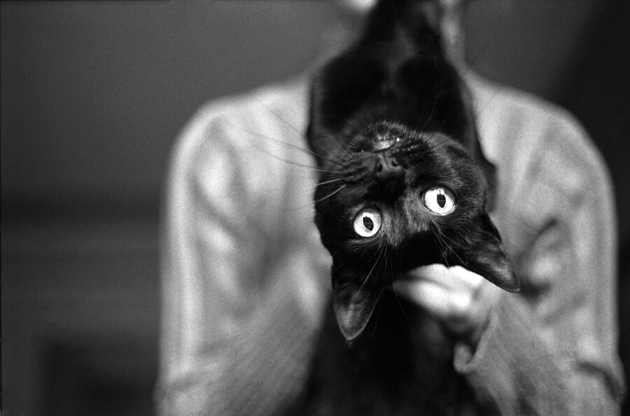 A black cat held up to the camera, wide-eyed, in black and white